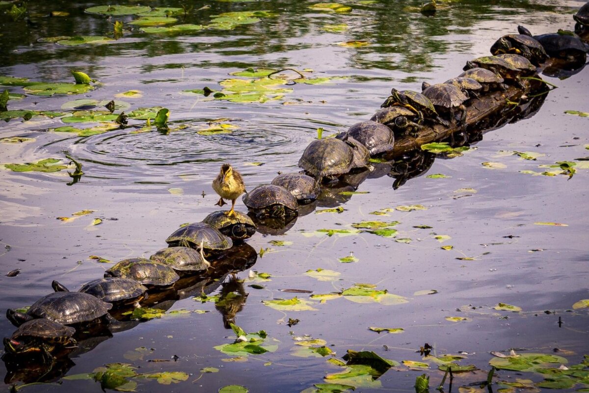 Автор: Райан Симс.  Источник фото: comedywildlifephoto.com