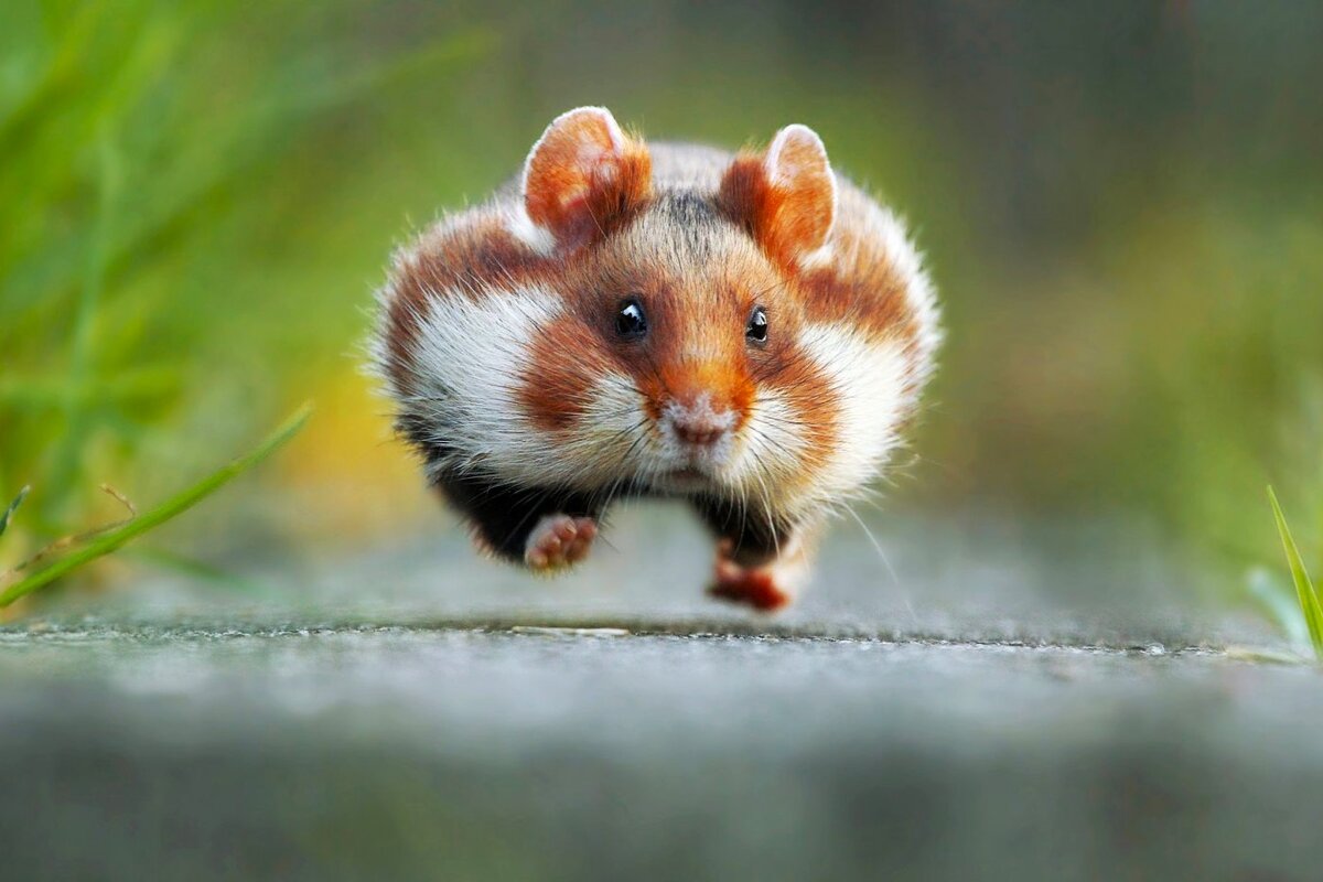Если вас "улыбнул" этот торопливый грызун, значит пословица верная😄. Фото Джулиан Рад. Номинант 2015 года. Источник фото: comedywildlifephoto.com
