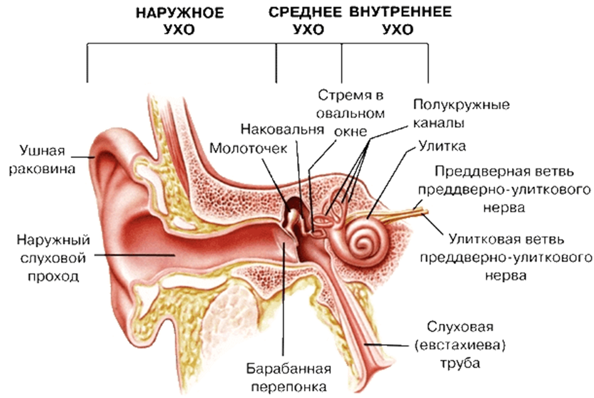 Строение уха человека описание. Схема слухового анализатора анатомия. Строение среднего уха схема. Строение наружного уха внутри. Строение наружного среднего и внутреннего уха.