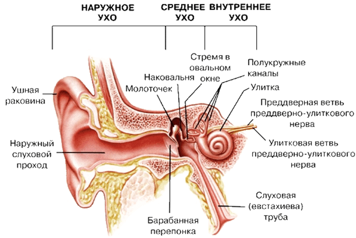 Что делать если забилось ухо. Схема слухового анализатора анатомия. Строение среднего уха схема. Строение наружного уха внутри. Строение наружного среднего и внутреннего уха.