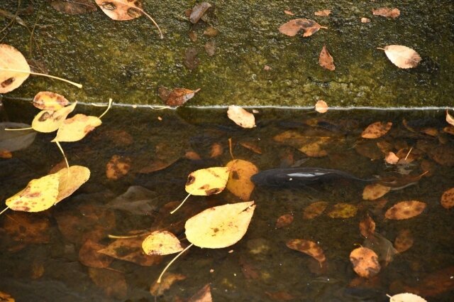    Караси живут в пруду Дома офицеров весной и летом. Фото: Дом офицеров Забайкалья