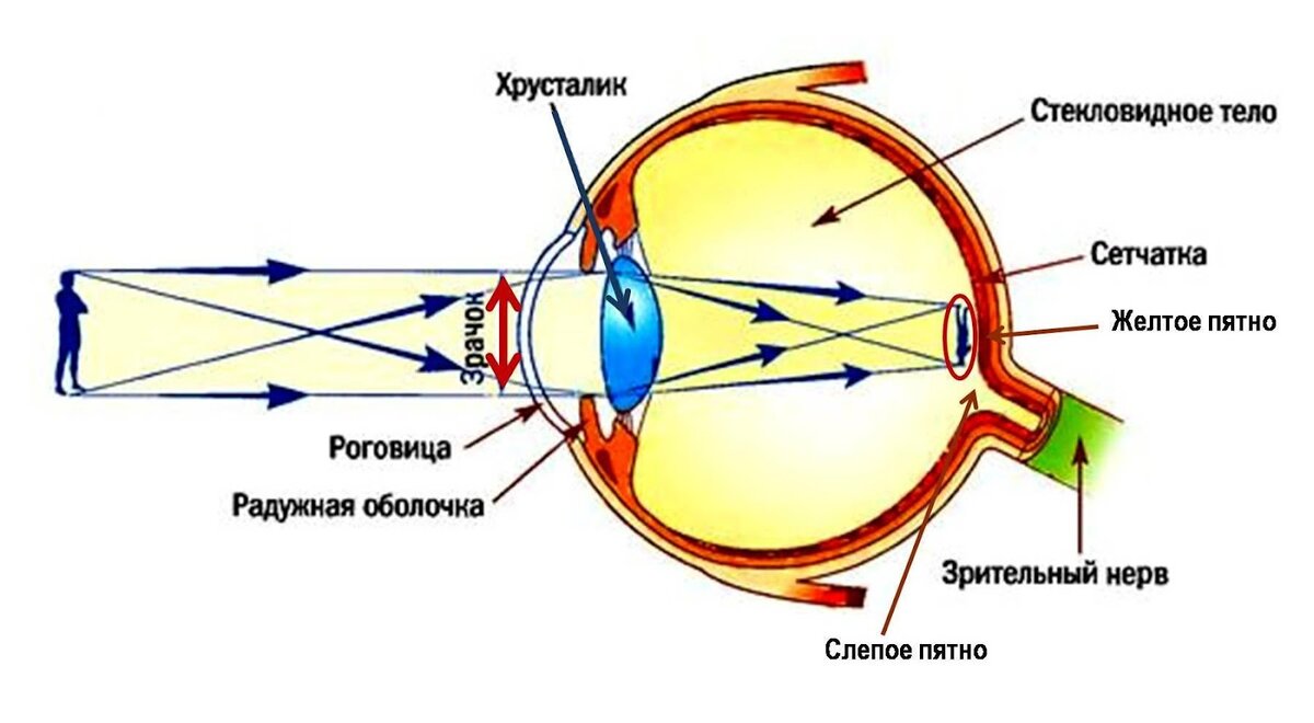 Строение глаза человека. 