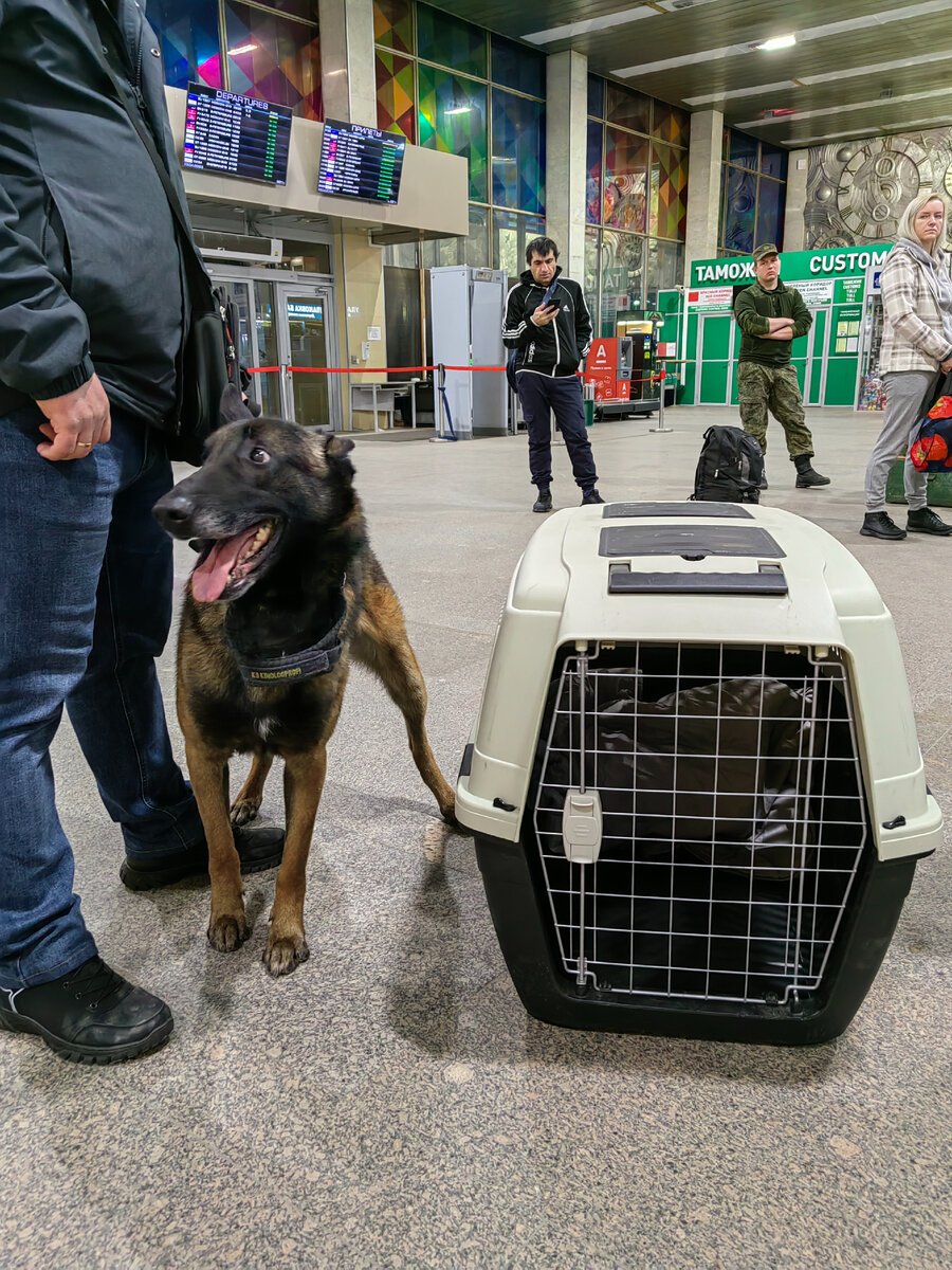 Перевозка собаки в багажном отделении
