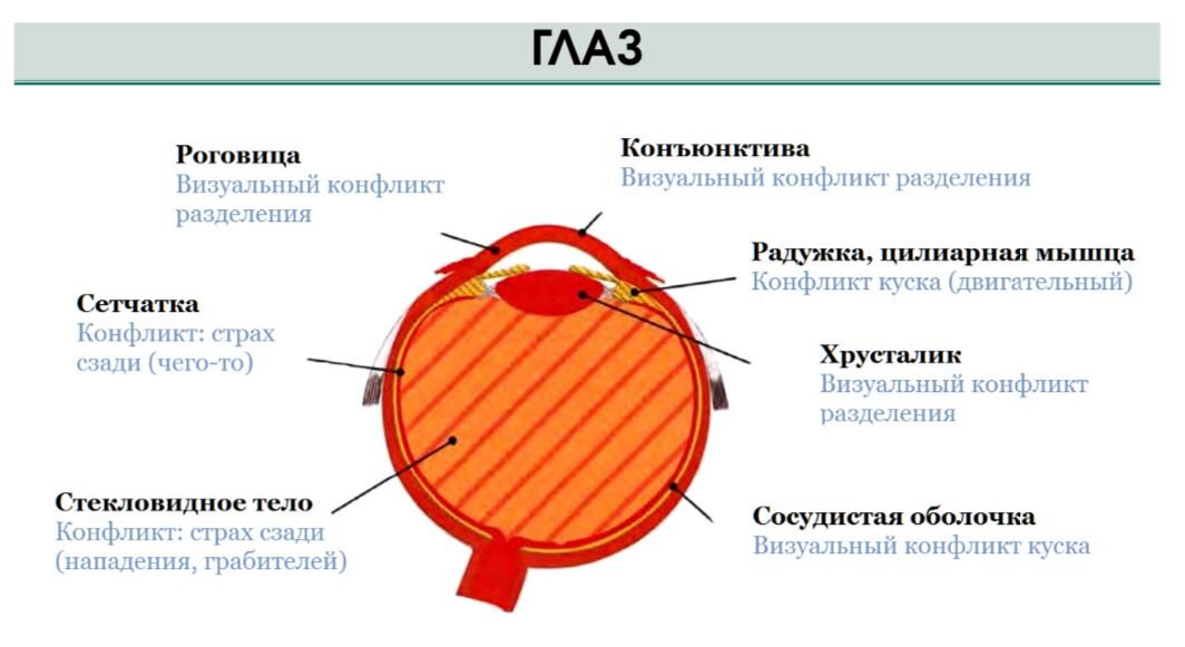 Человек видит не глазами, а посредством глаз, откуда информация передается через зрительный нерв, хиазму, зрительные тракты в определенные области затылочных долей коры головного мозга, где формируется та картина
внешнего мира, которую мы видим. Все эти органы и составляют наш зрительный анализатор или зрительную систему.
Наличие двух глаз позволяет сделать наше зрение стереоскопичным (то
есть формировать трехмерное изображение). Правая сторона сетчатки каждого глаза передает через зрительный нерв «правую часть» изображения в правую
сторону головного мозга, аналогично действует левая сторона сетчатки. Затем
две части изображения — правую и левую — головной мозг соединяет воедино.
Так как каждый глаз воспринимает «свою» картинку, при нарушении
совместного движения правого и левого глаза может быть расстроено
бинокулярное зрение. Попросту говоря, у вас начнет двоиться в глазах, или
вы будете одновременно видеть две совсем разные картинки.
