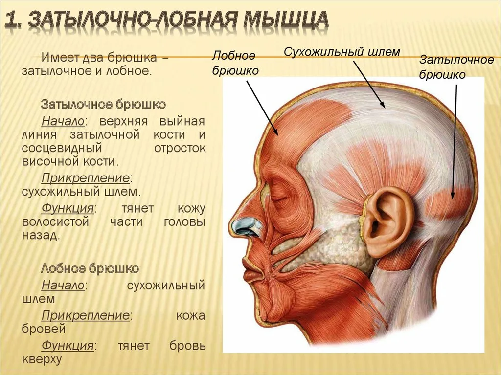 А вы массируете в конце дня затылок. Мне кажется, это именно та зона о работе с которой большинство людей забывает , либо просто мы не всегда знаем чем это может быть полезно.-2