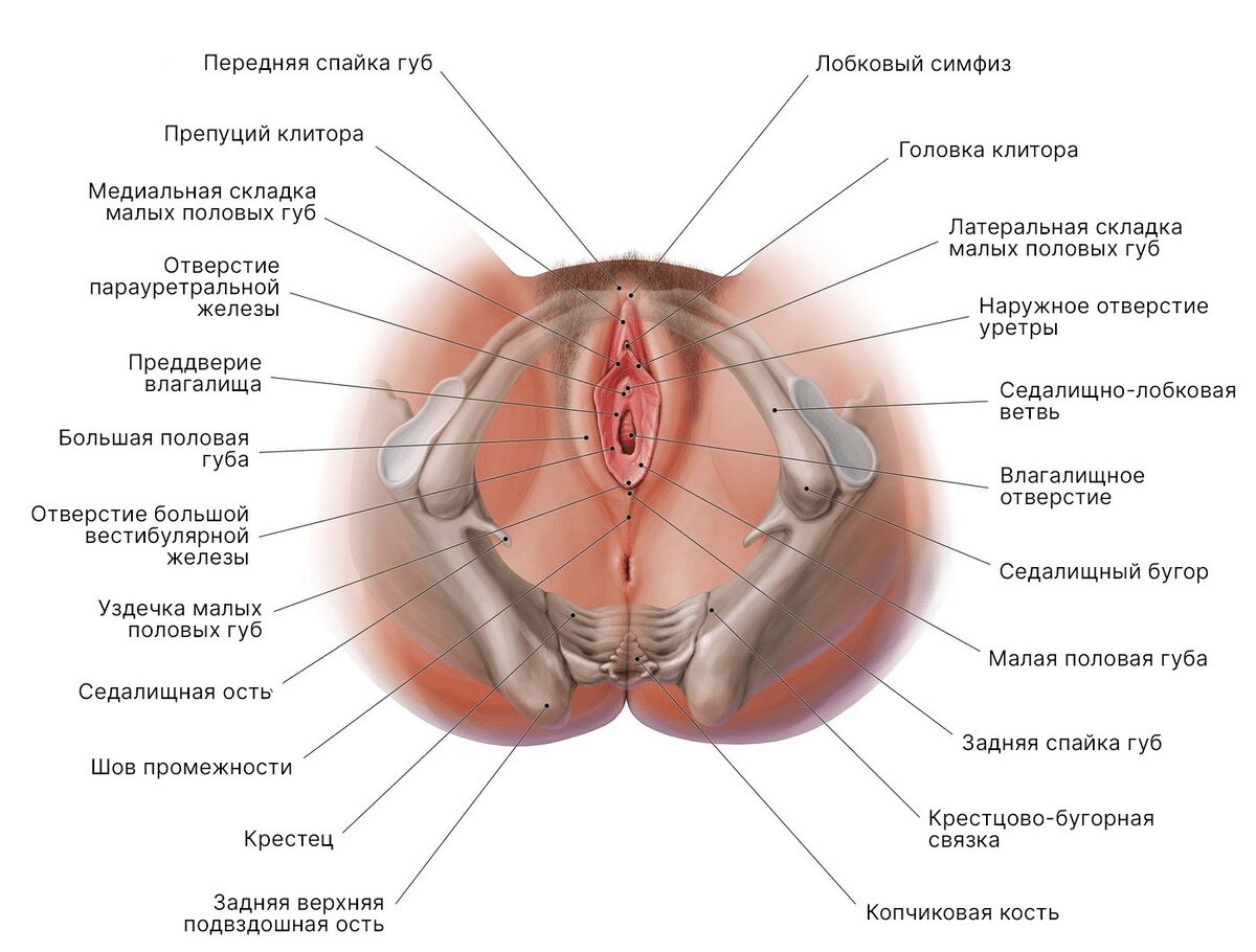 Анатомия наружных женских половых органов. 