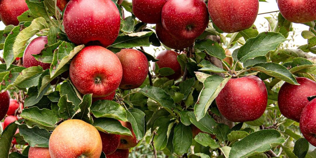 5 классных идей, что делать с огромным количеством яблок. Для тех, кто не знает, куда эти яблоки девать