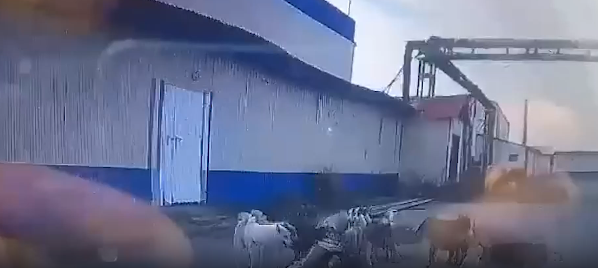 На кадрах, снятых на автомобильный видеорегистратор, видно, как около десяти псов почти одновременно кусают лежащую на земле женщину. Женщину спас ехавший мимо водитель, он отогнал животных и вызвал врачей.