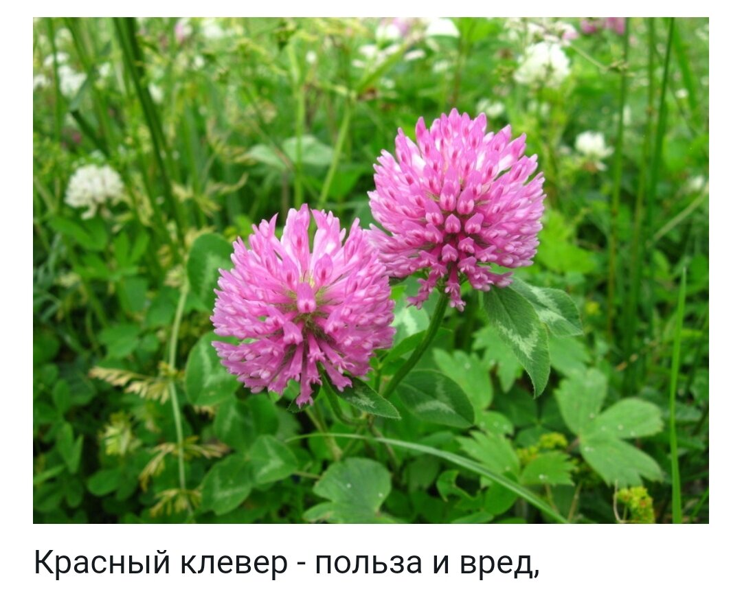 Клевер красный (Trifolium rubens) - PictureThis