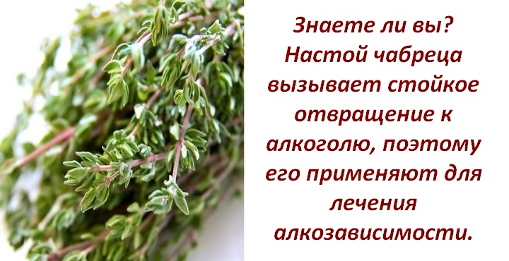 Чабрец вред. Настой тимьяна, полыни.. Настой чабреца и полыни от пьянства. Чем полезен чабрец для организма. Тимьян полезные свойства.