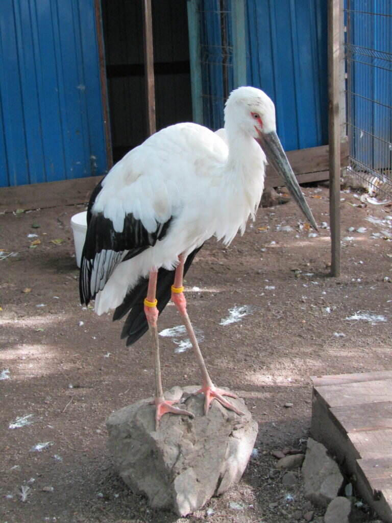    Фото: «Амурский биолого-туристический центр»
