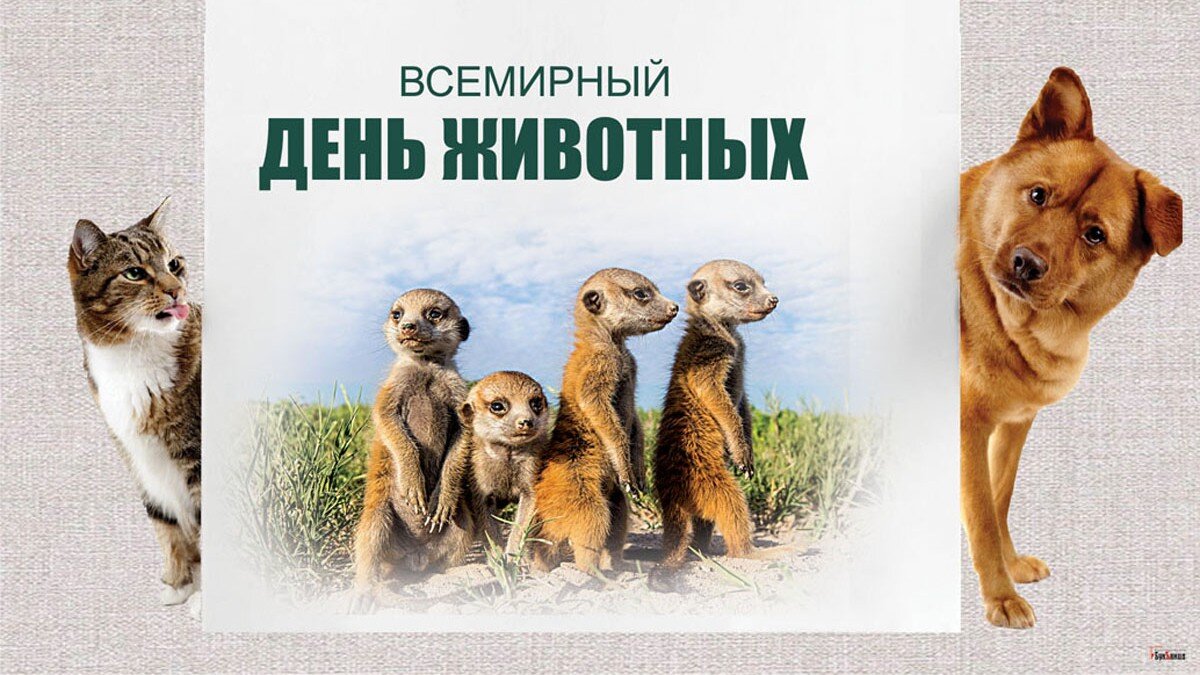 4 октября день защиты животных картинки