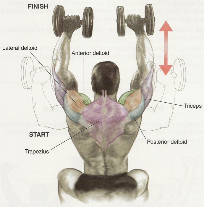 Передняя Дельта жим