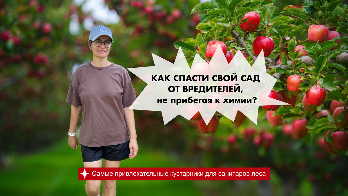 Как спасти свой сад от вредителей, не прибегая к химии? Зачем в современном  ландшафте ягодные кустарники и деревья? | Садовник Агаты Кристи | Дзен