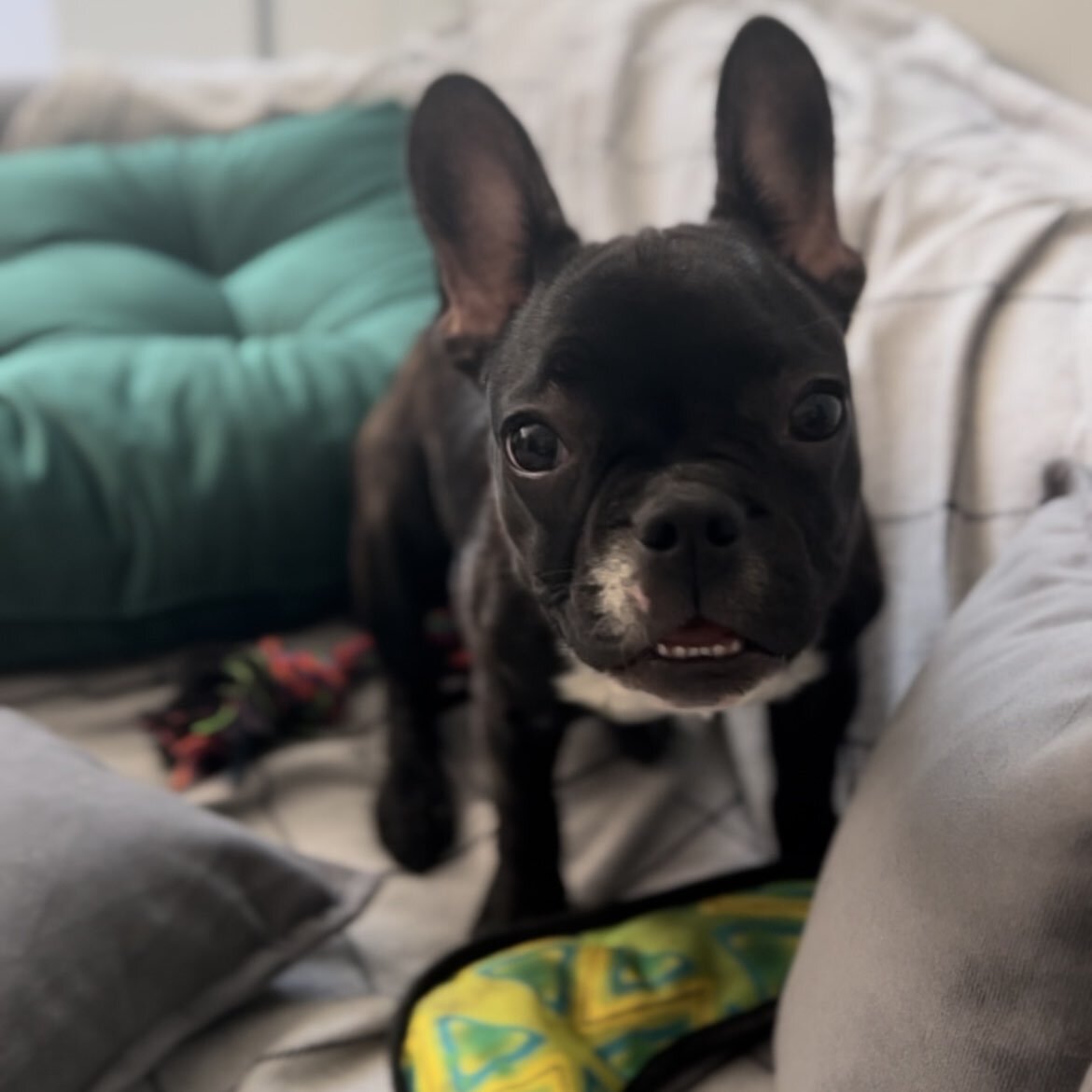 Французский бульдог Жужжа