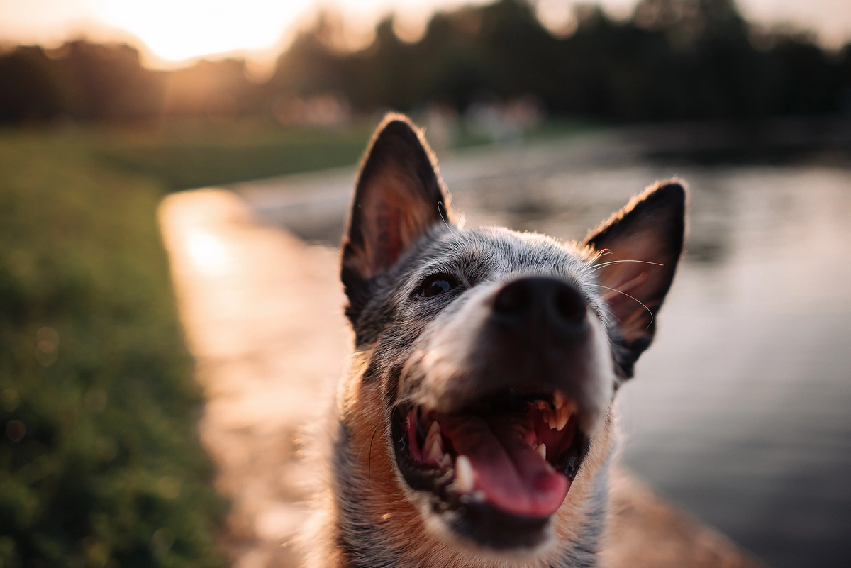 Три самых важных регулятора шкалы стресса.
В жизни собак, контроль и предсказуемость позволяют предотвратить нежелательное поведение, помогают исправить уже сформированные нежелательные установки. 
 
Эксперименты доказали значительную роль этих факторов, в количестве испытываемого стресса. 
 
Удар током в непредсказуемой ситуации одной крысы, и удар током с предварительным оповещением другой крысы, создаёт колоссальную разницу между показателями стресса (уровень глюкокортикоидов, пульс, учащённое дыхание) у первой и второй крысы. 
 
Другой эксперимент, крысы опять получают ток, но одна из них может прекратить подачу, если нажмёт на рычаг. Как следствие, она будет иметь меньше шансов заработать заболевание на фоне стресса, чем контрольная группа подопытных. 
 
Для человека эти факторы точно также важны, когда есть возможность управлять ситуацией, или небольшой сценарий происходящего - риск словить выгорание, сердечный приступ, или депрессию уменьшается. 
 
Собаке спокойно, когда всё знакомо, но также необходимо исследовать новое. 
Мы покрываем предсказуемость рутинными ритуалами + сохраняем постепенное приобщение к неизвестному. Баланс привычного и необычного. 
 
Добавляем контроль ситуации в быту и тренинге, всё что ты хочешь прекратить - может завершиться. Но иной вариант будет более выгодным. Эти хитрости делают жизнь и поведение нашей собаки - спокойными и управляемыми. 
 
Совместные ритуалы помогают адаптироваться, обучаться быстрее, жить в комфорте с собакой, которая уверена в себе, и вследствие не создаёт дополнительных проблем.

А выбор в жизни собаки, даст больше возможностей контролировать ситуации. Выбирать можно, что угодно, кусочки, игрушки, амуницию, маршрут прогулки и тд и тп.

Выбирая, и мы, и наши собаки принимают решение, вместе с каждым решением мы становимся более опытными и уверенными.