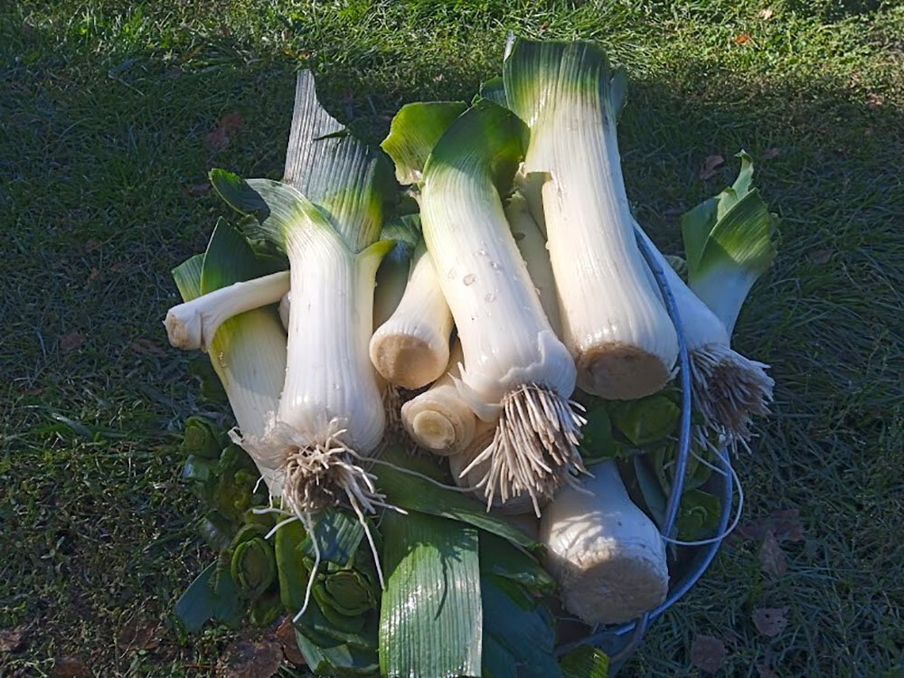 Сорт Зимний гигант