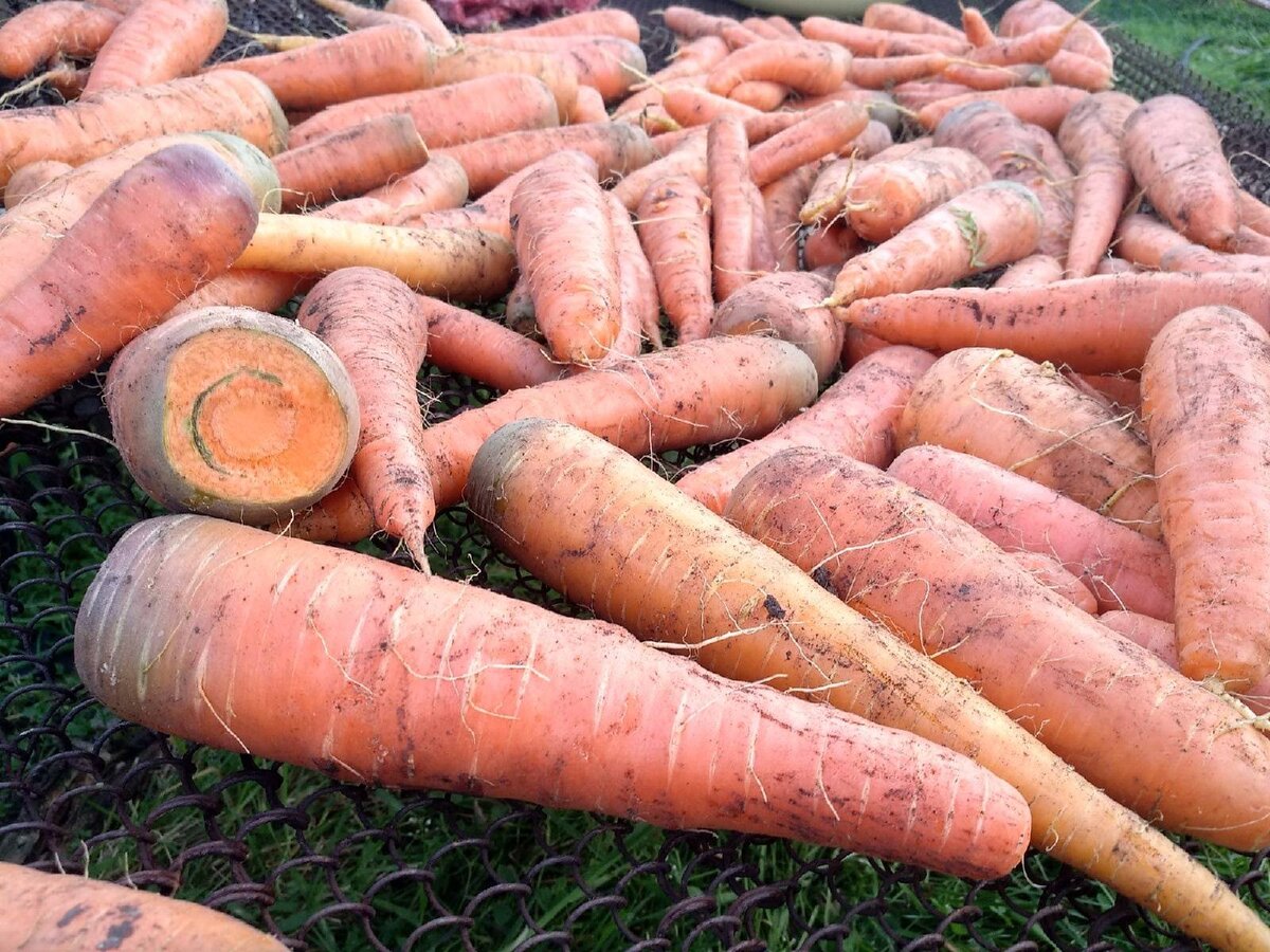 Как хранить морковь в квартире. Хранение моркови. Как хранить морковь. Посев моркови в Европе.