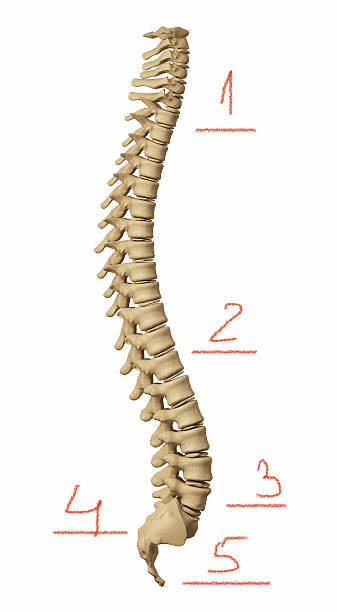 На рисунке видно его устройство. Сверху находится шейный отдел (1)  позвоночника, состоящий из семи позвонков. Он немного наклонен вперед. К нему присоединяется грудной отдел (2) позвоночника, который изгибается назад. Он состоит из двенадцати грудных позвонков. Особенно чувствительный к боли поясничный отдел (3) позвоночника находится в середине нижней трети позвоночника и имеет заметный прогиб вперед. Поясничный отдел начинается над тазом . И состоит из пяти поясничных позвонков.  Под ним находится крестец (4) и еще ниже - копчик (5). Такое строение важно, чтобы стоять прямо и ходить.