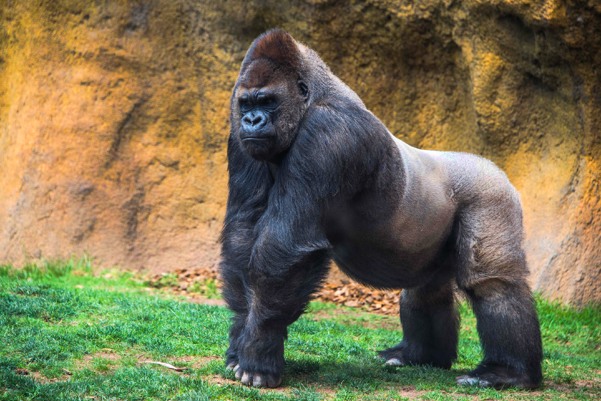 Горилла, самец. Фото гориллы самца. Здоровая горилла. Стоящая горилла.