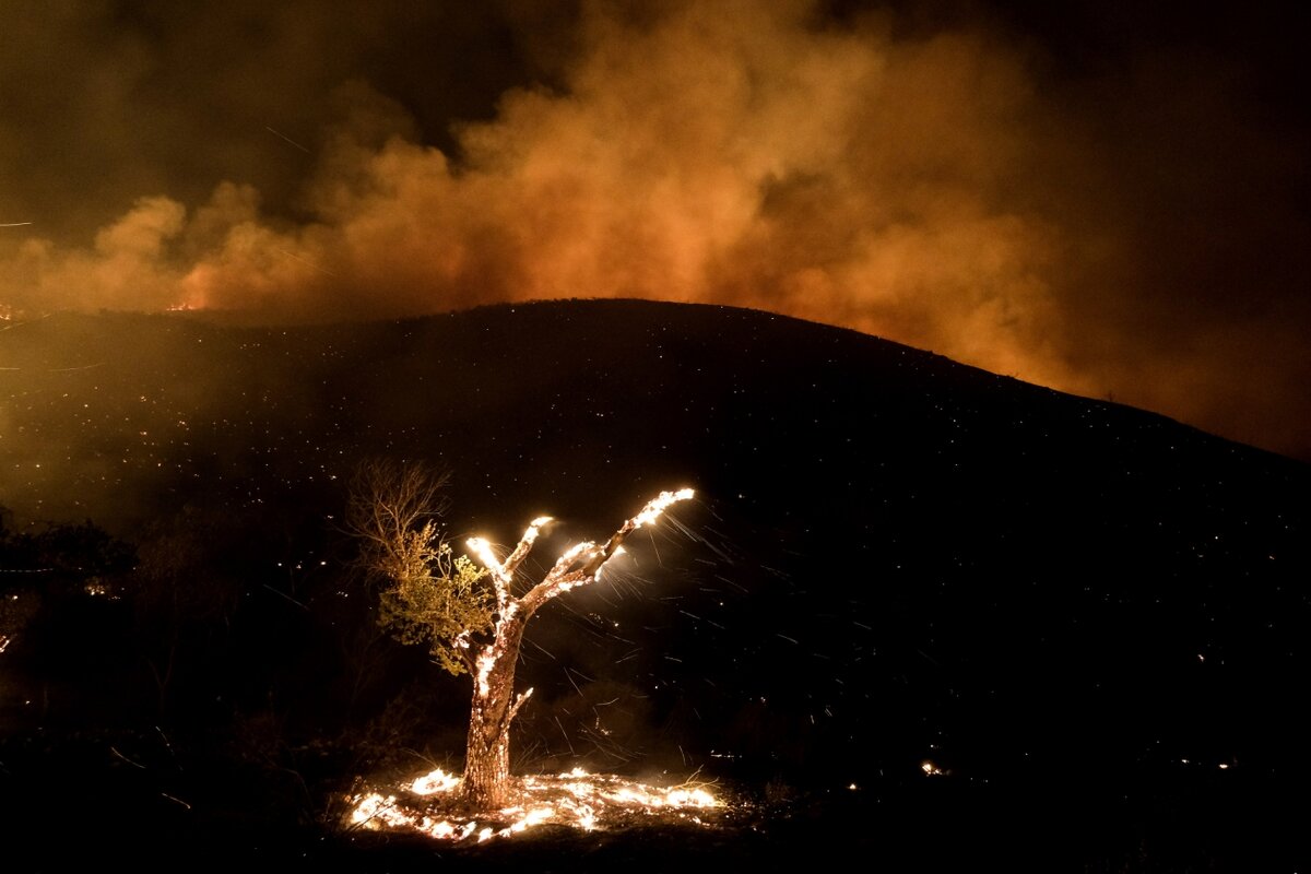 Camp mourning русский. Горящее дерево. Лесные пожары 2022. Необычные картинки. Картина фашисты горящие деревья.
