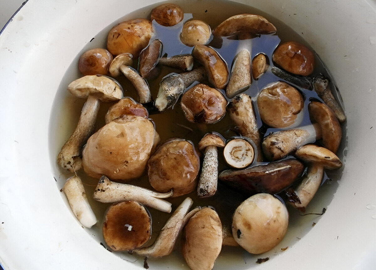 Вареные в соленой воде. Вареные маслята. Маслята грибы вареные. Замоченные грибы. Грибы замачивающиеся для приготовления.