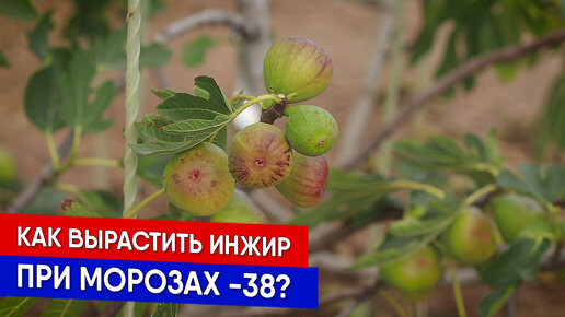 Как вырастить инжир при морозах -38?