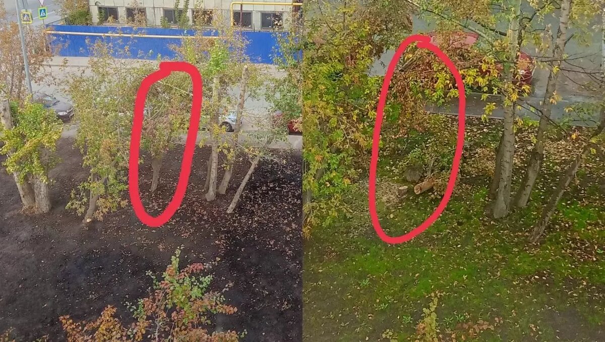     В Казани жители Приволжского района пожаловались на спиленное дерево возле одного из домов по улице Яшь Кыч. С вопросами о том, с чем это связано, граждане обратились в администрацию.