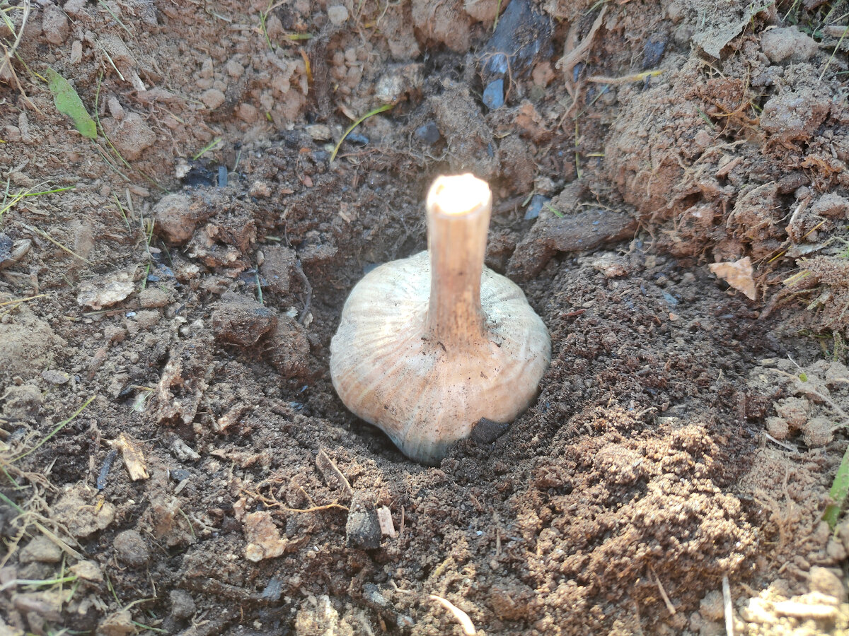 Высаживаю целыми головками