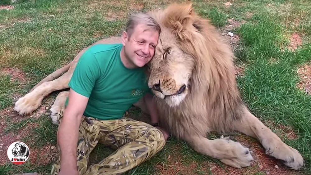 Человек-Лев в саванне 