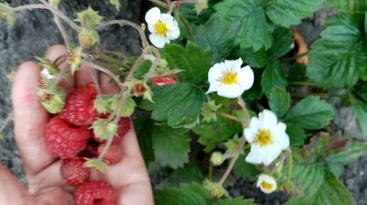 🍓🍓🍓Земклуника ЦВЕТЁТ когда не должна ЦВЕСТИ😒😒😒 Ягодки в Октябре Месяце👍👍👍 Сбой в Природе🙂 4.10.2023г💖