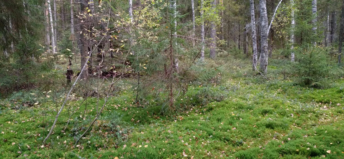 Рыбинский район. Фото автора.