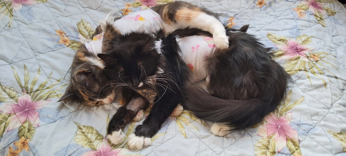 Фото автора. Сёстрички Флора и Диди