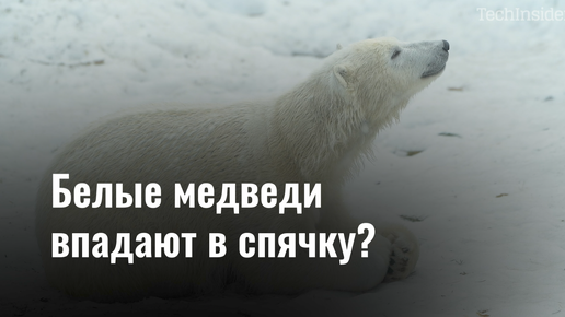 Белые медведи впадают в спячку?