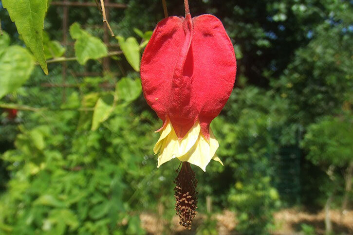    Ротер Джевел (Roter Jewel). Фото: commons.wikimedia.org