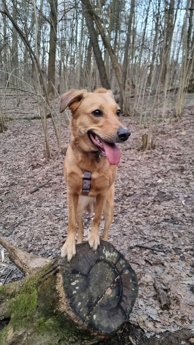 Арька ищет объект для доминации😁