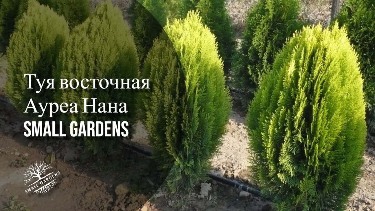 Туя восточная Ауреа Нана опт и безналичный расчет | Ростов-на-Дону | Small  Gardens | Small Gardens | Дзен