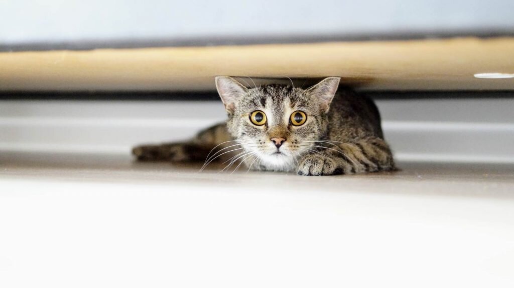 Фото из интернета.