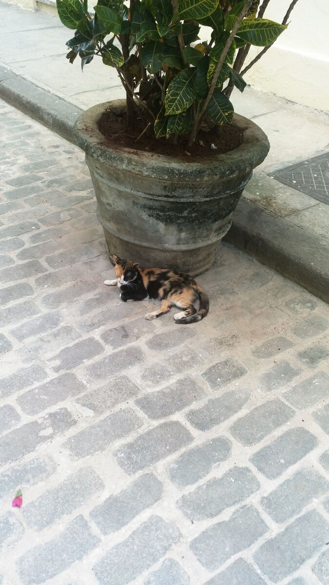 Гавана,   лежу , сигару не курю