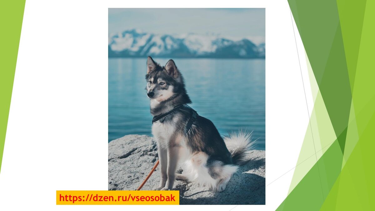 Из открытых источников