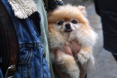   Прохожий с собакой на улице ©Виталий Аньков РИА Новости