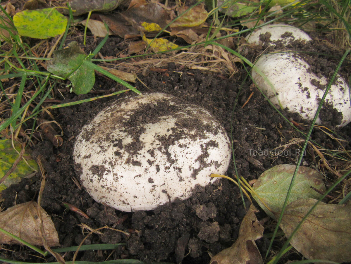 Помните - когда-то народ шарахался даже от шампиньонов! (фото И.Лебединского)