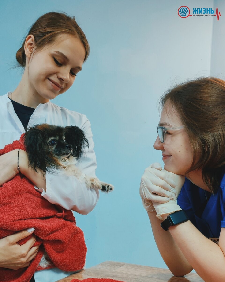 Операции собакам в Калуге проводят в ветеринарной клинике "Жизнь". Наши специалисты берутся за самые сложные случаи!