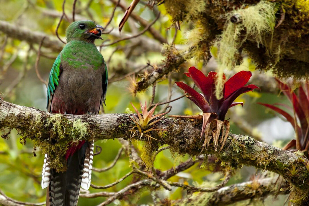 Квезал. Священная птица майя и ацтеков | Планетяне | Дзен