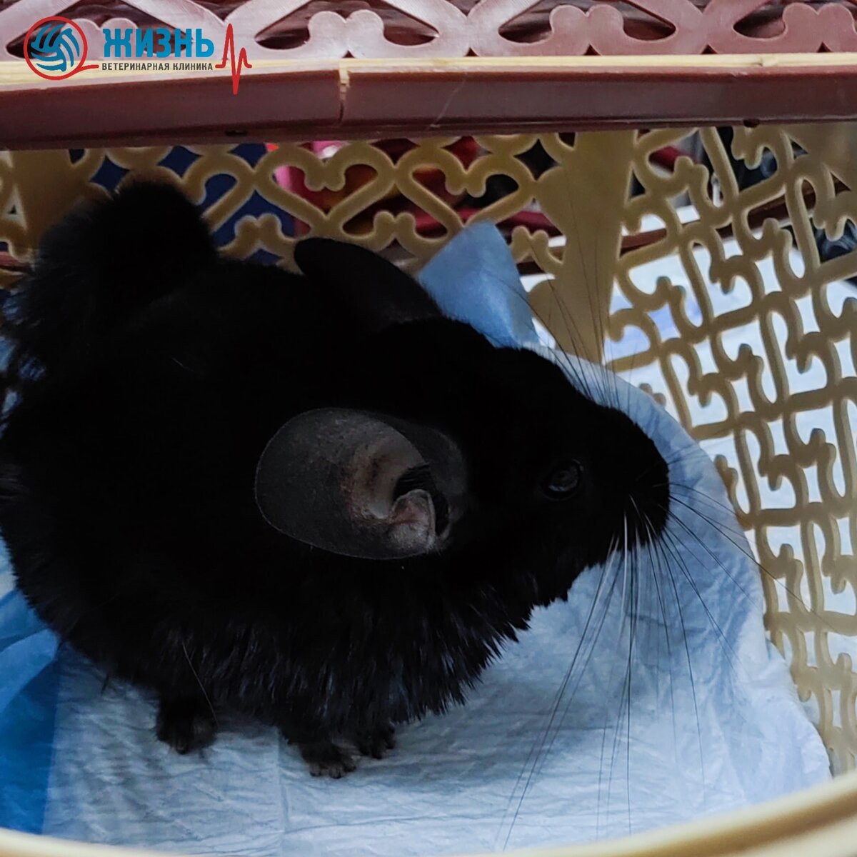 Шиншилла на стационаре в ветеринарной клинике в Калуге "Жизнь"
