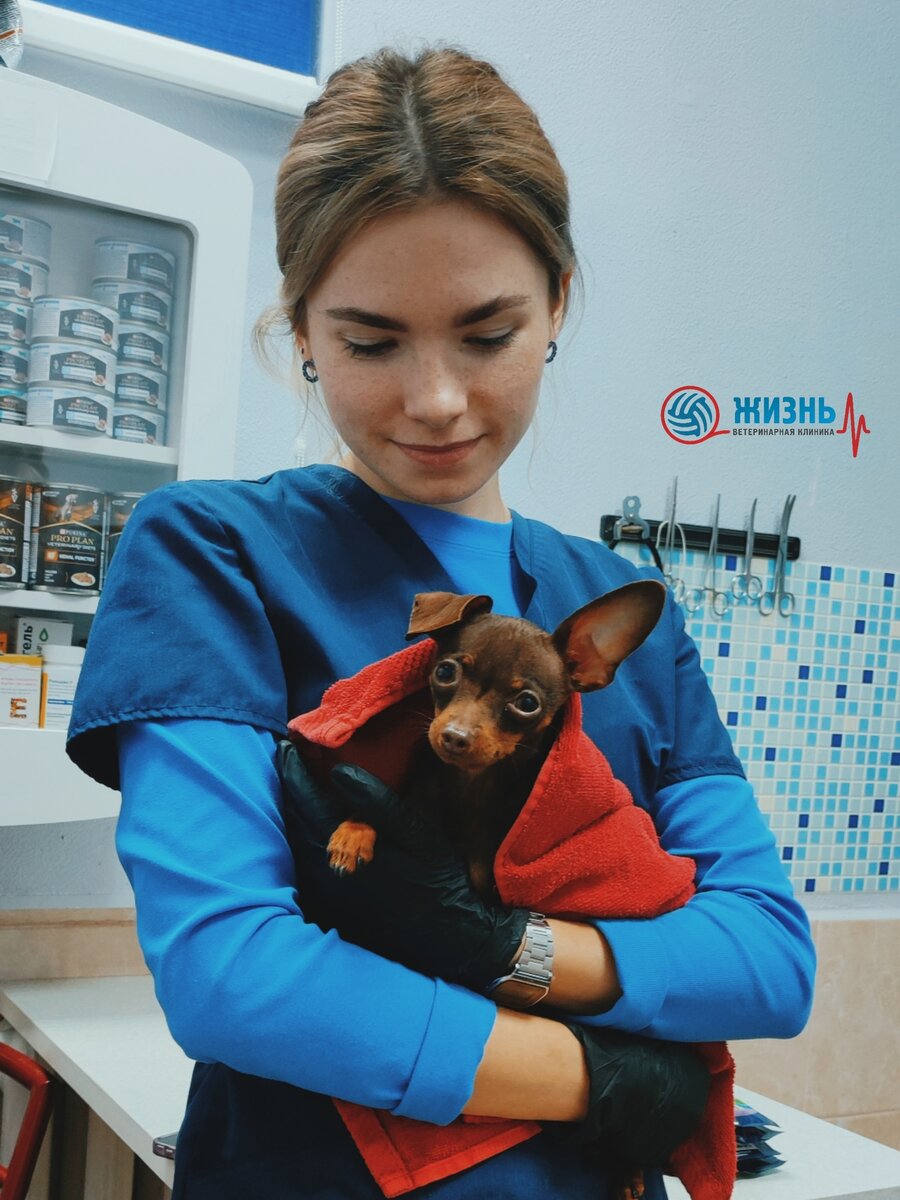 Той-терьер Сара на стационаре с ассистентом ветеринарного врача.