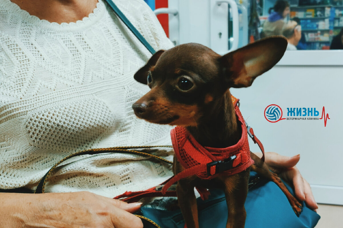 Сэра ждет осмотр перед операцией.