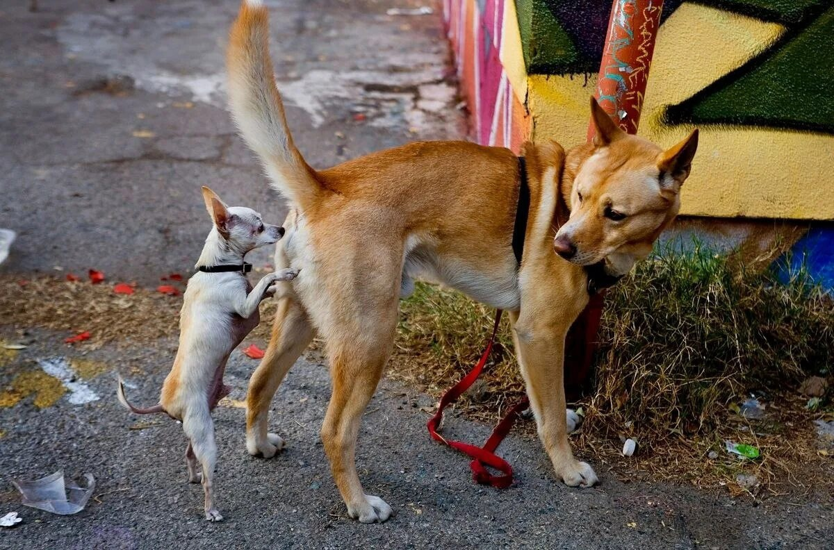 Лизание собаки. Собаки нюхают под хвостом. Собака обнюхивает. Собаки нюхают друг друга. Собаки обнюхивают друг друга.