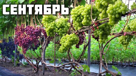 План работ на винограднике в сентябре 🍇