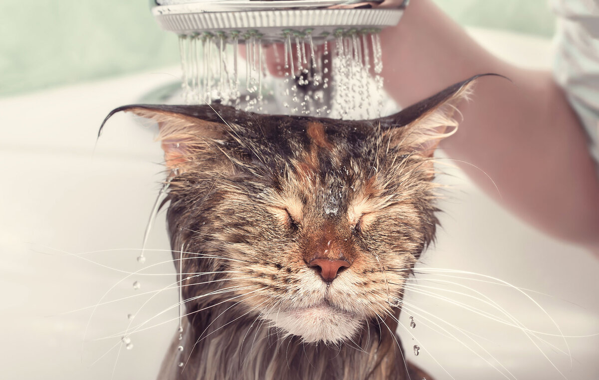 Кот купается